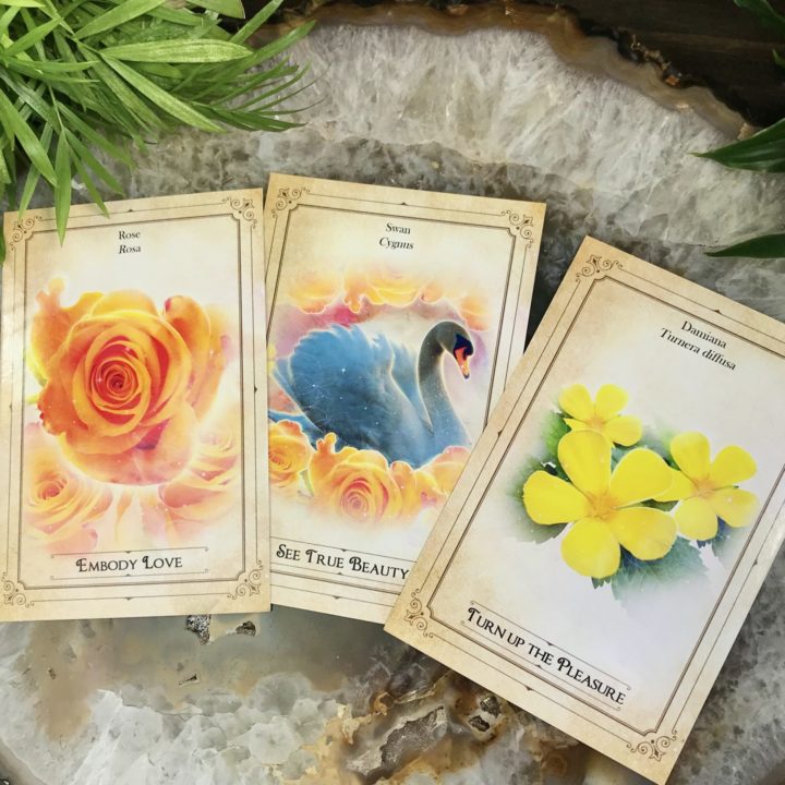 New Moon Enchanted Plant Wisdom: Damiana and Rose Set