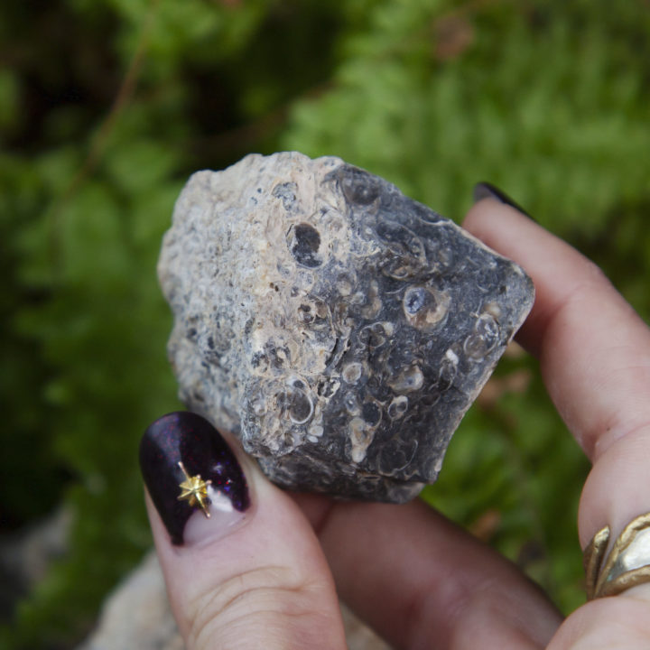 Natural Turritella Agate