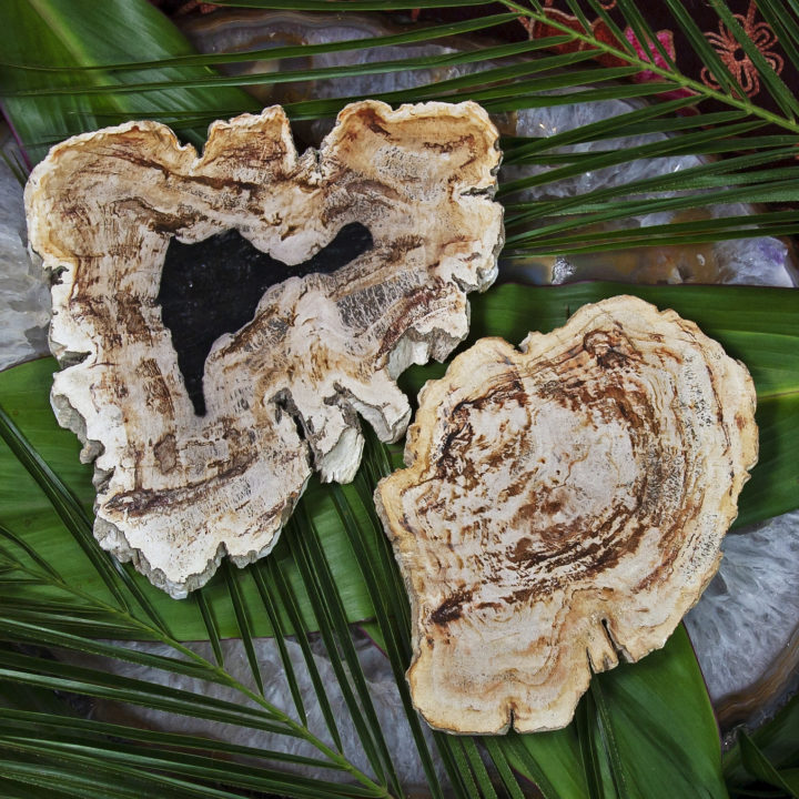 Petrified Wood Earth Wisdom Slices