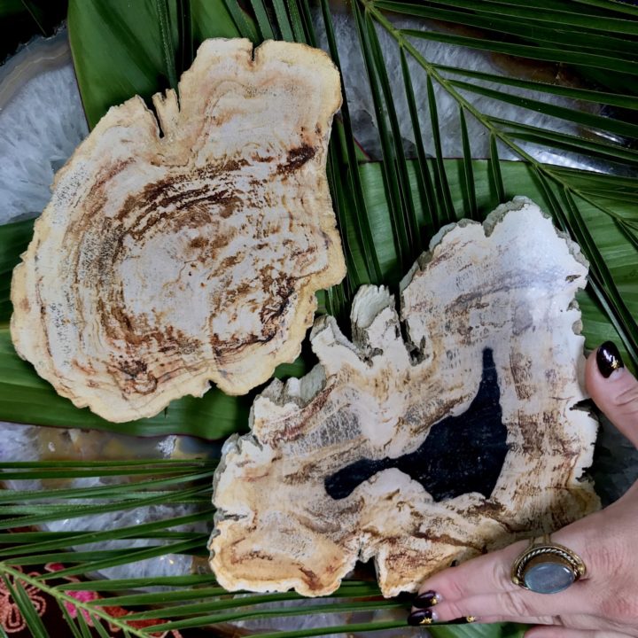 Petrified Wood Earth Wisdom Slices