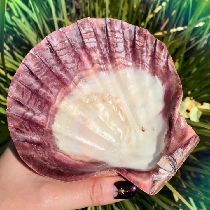 Scallop Smudge Shells