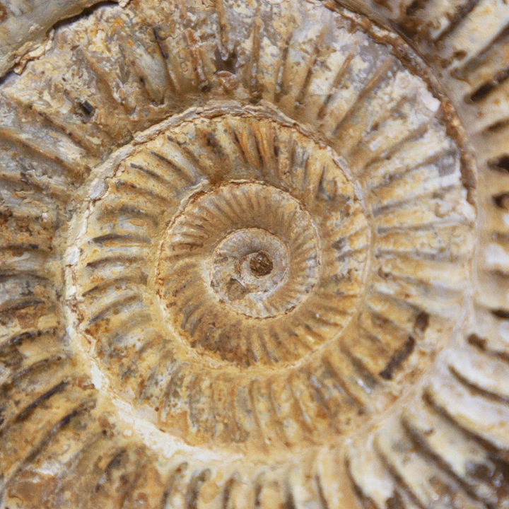 Natural White Ammonite