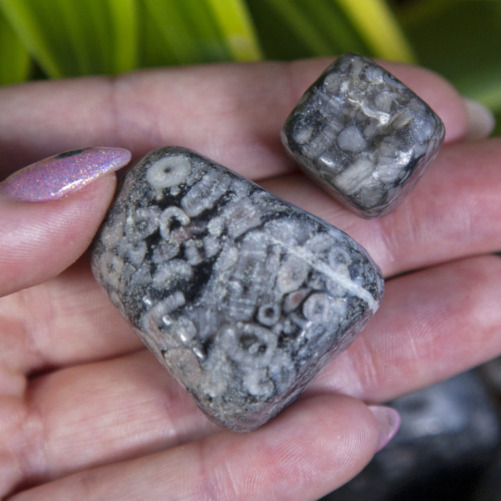 Tumbled Crinoid Fossil