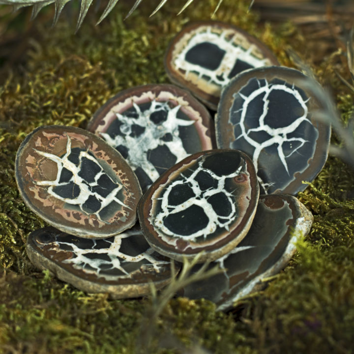 Septarian Nodule Fossils