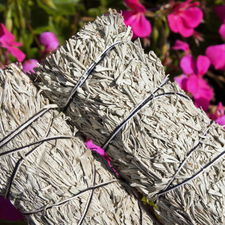 Large Shasta Sage Smudge Bundles