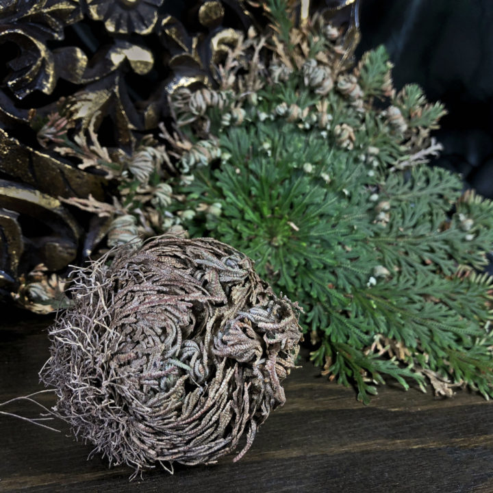 Rose of Jericho