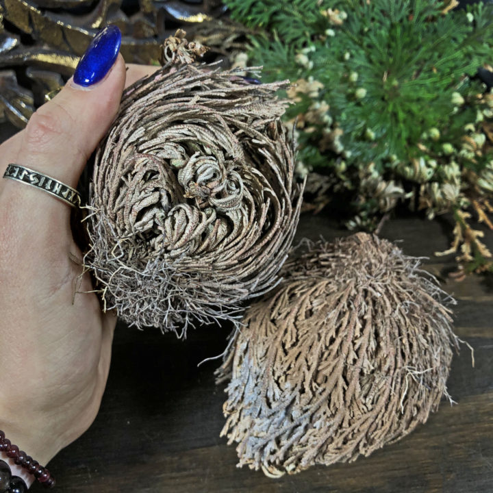 Rose of Jericho