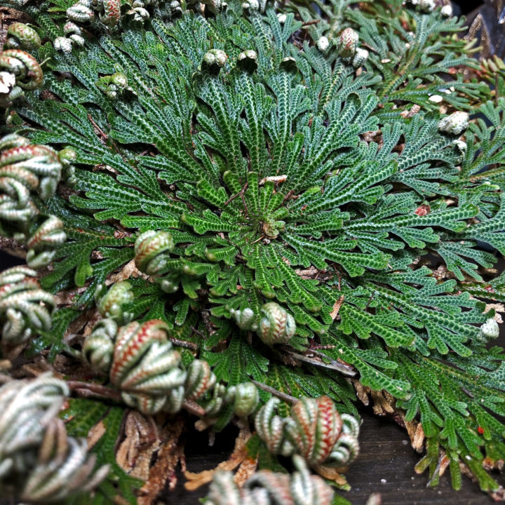 Rose of Jericho