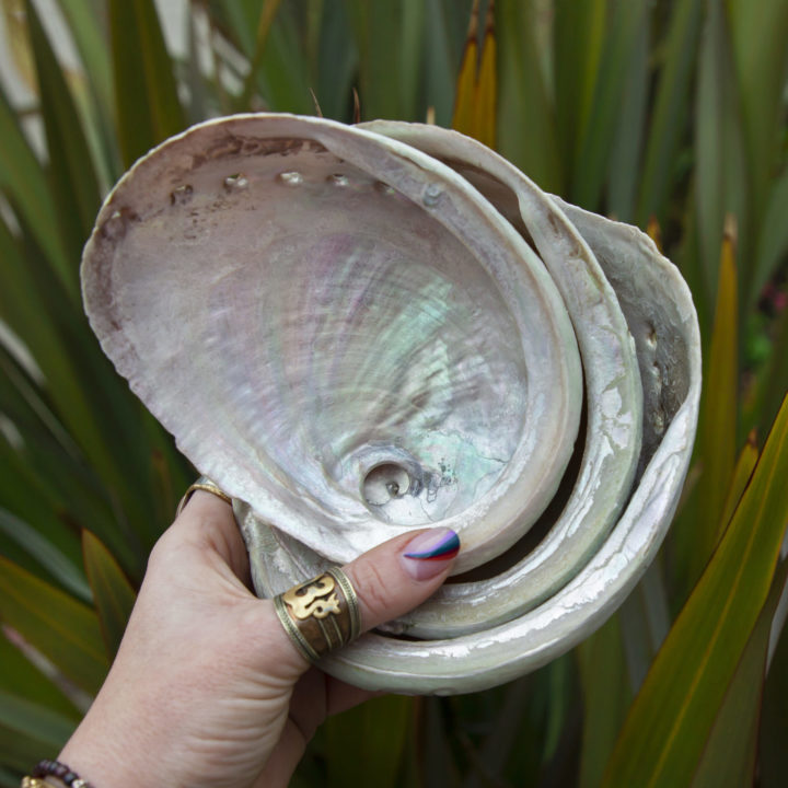 Abalone Shell