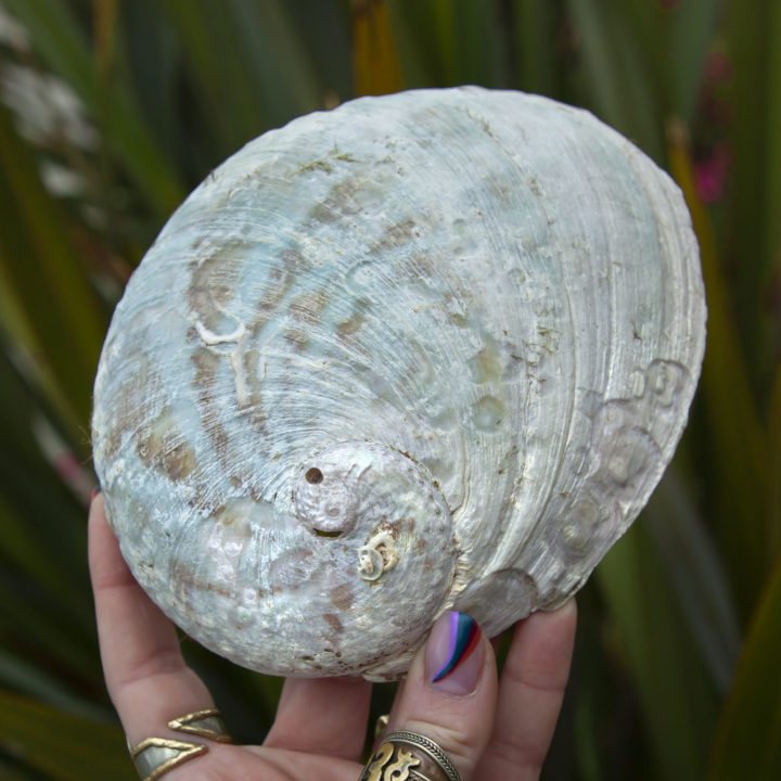 Abalone Shell