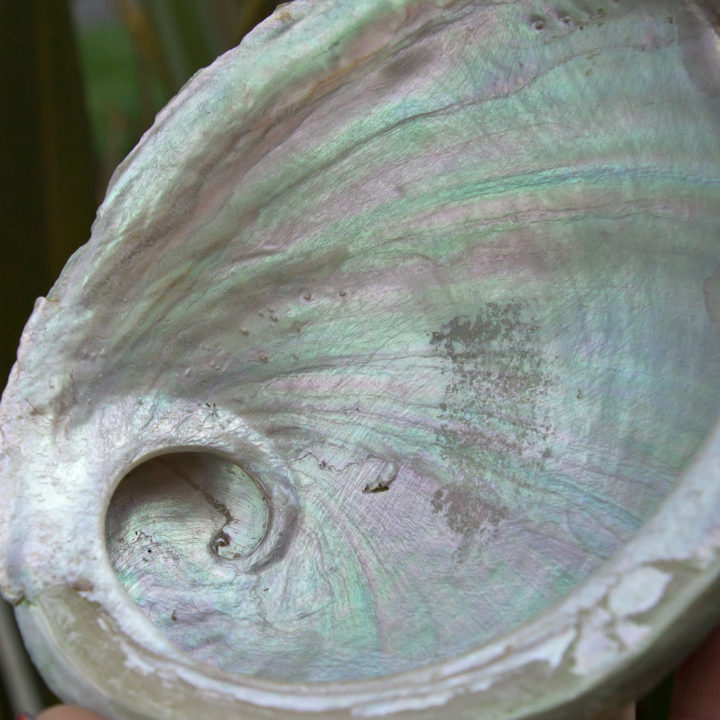 Abalone Shell