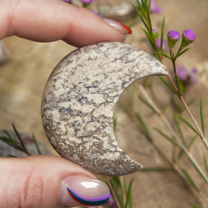 Dinosaur Bone Crescent Moon