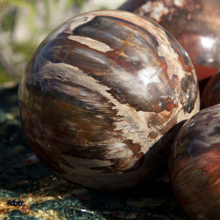 Petrified Wood Ancient Wisdom Sphere